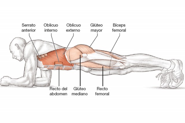 Resultado de imagen de musculos que ejercitas con la plancha